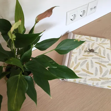 Schneckenhaus Dachstein West Rußbach am Paß Gschütt